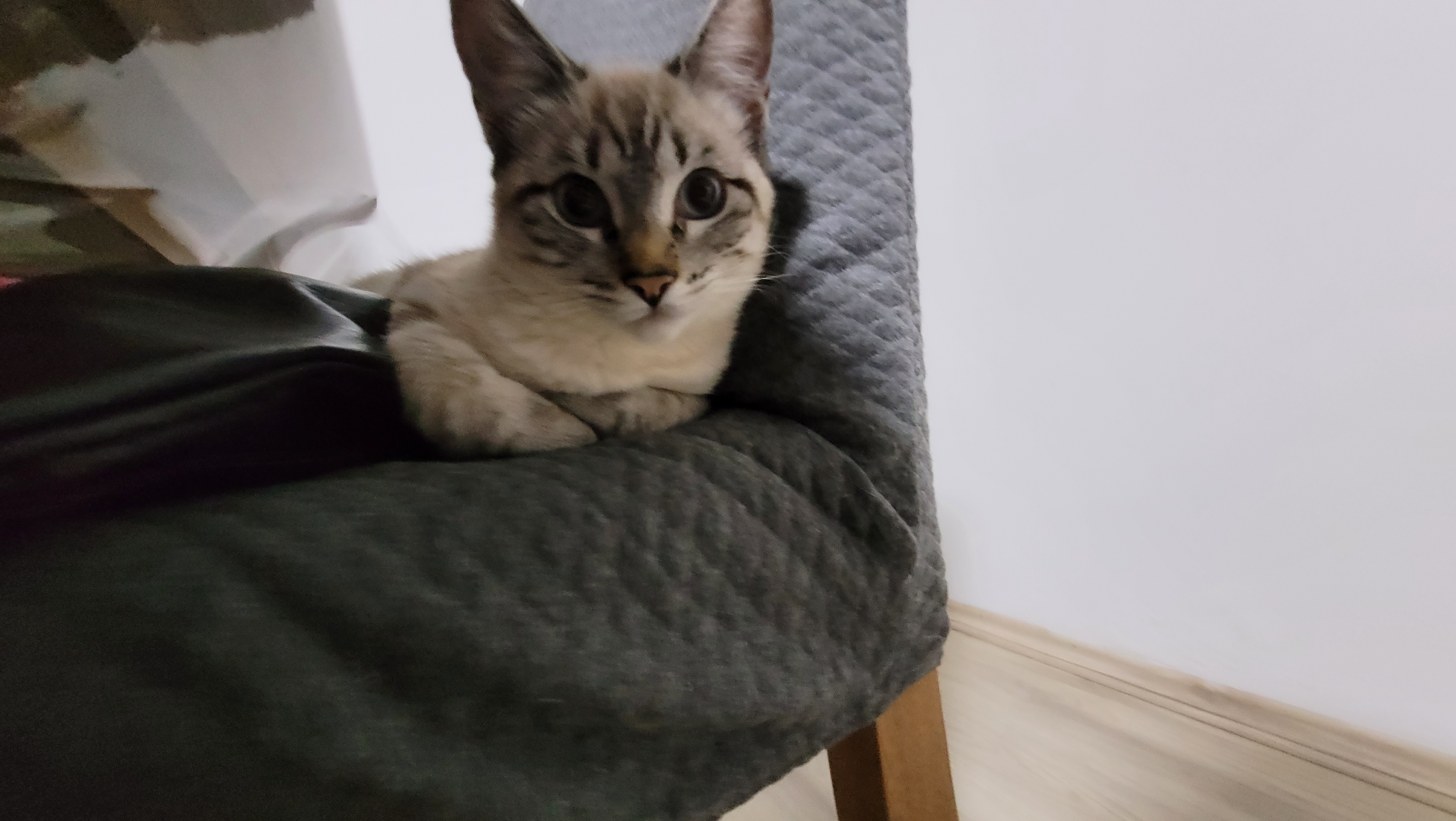 Cat in chair